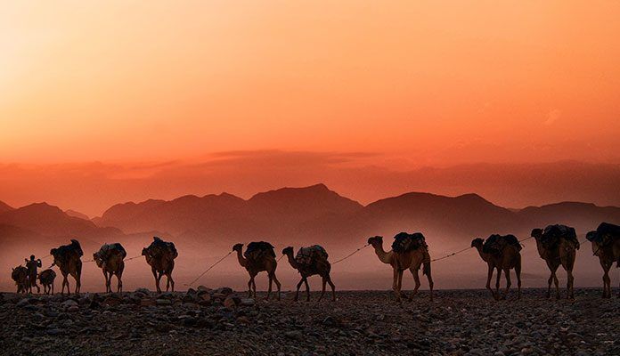 قیمت خرید شتر زنده در سراسر ایران