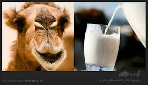 خواص درمانی شیر شتر