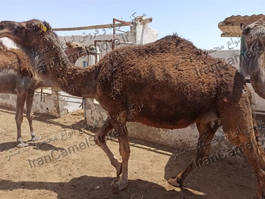 خرید گوشت شتر در اصفهان