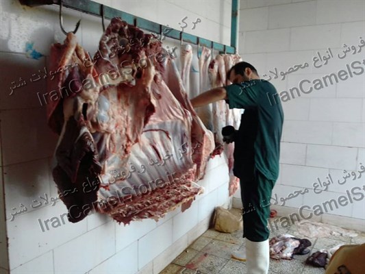 خرید گوشت شتر در اصفهان