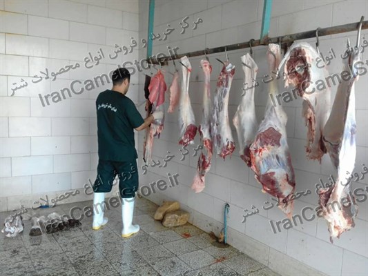 خرید گوشت شتر در تهران