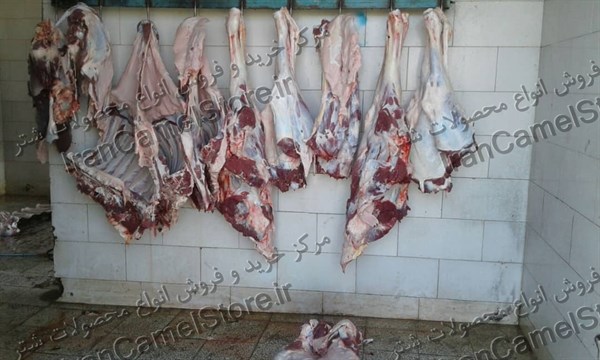 پخش و خرید گوشت شتر شیراز