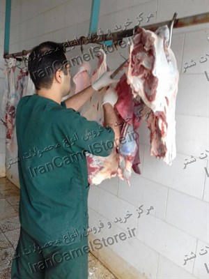 گوشت شتر فروش عمده در تهران